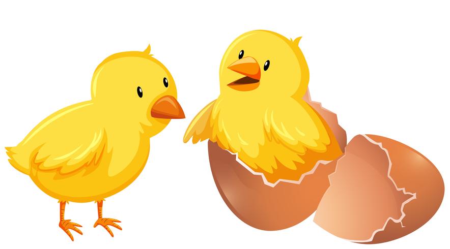 Two young chickens in shell vector