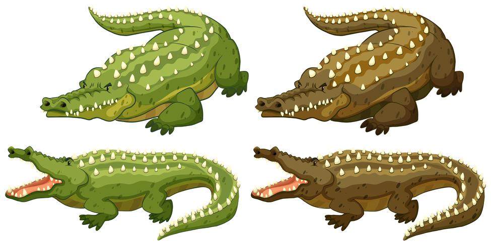 Crocodile vector