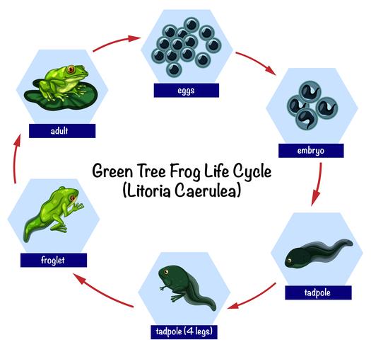 Ciclo de vida de la rana de árbol verde vector