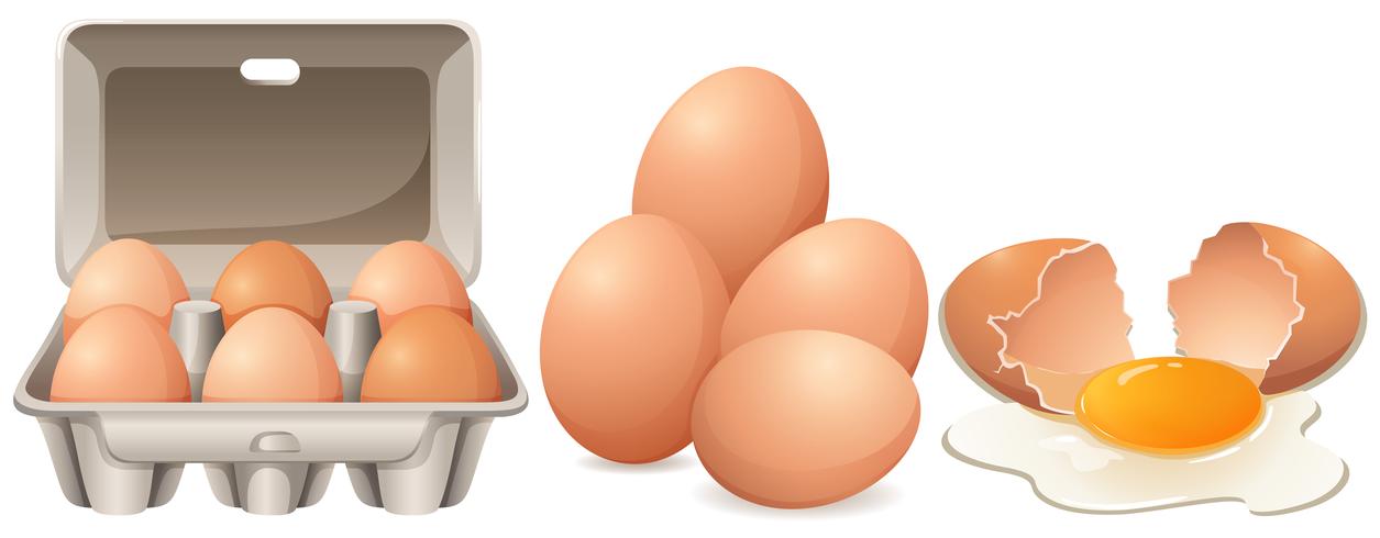 Eggs in carton box and cracked egg vector