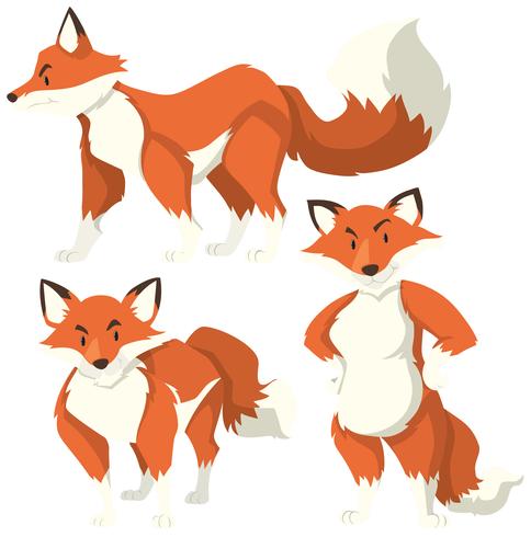 Three different actions of red fox vector