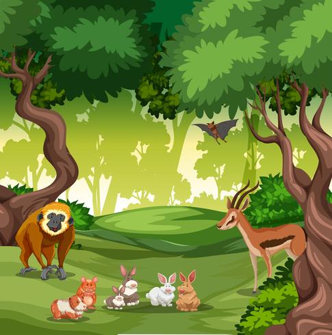 Wild animal in forest vector