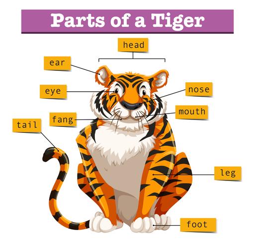 Diagram showing parts of tiger vector