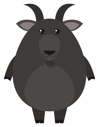 Black goat on white background vector