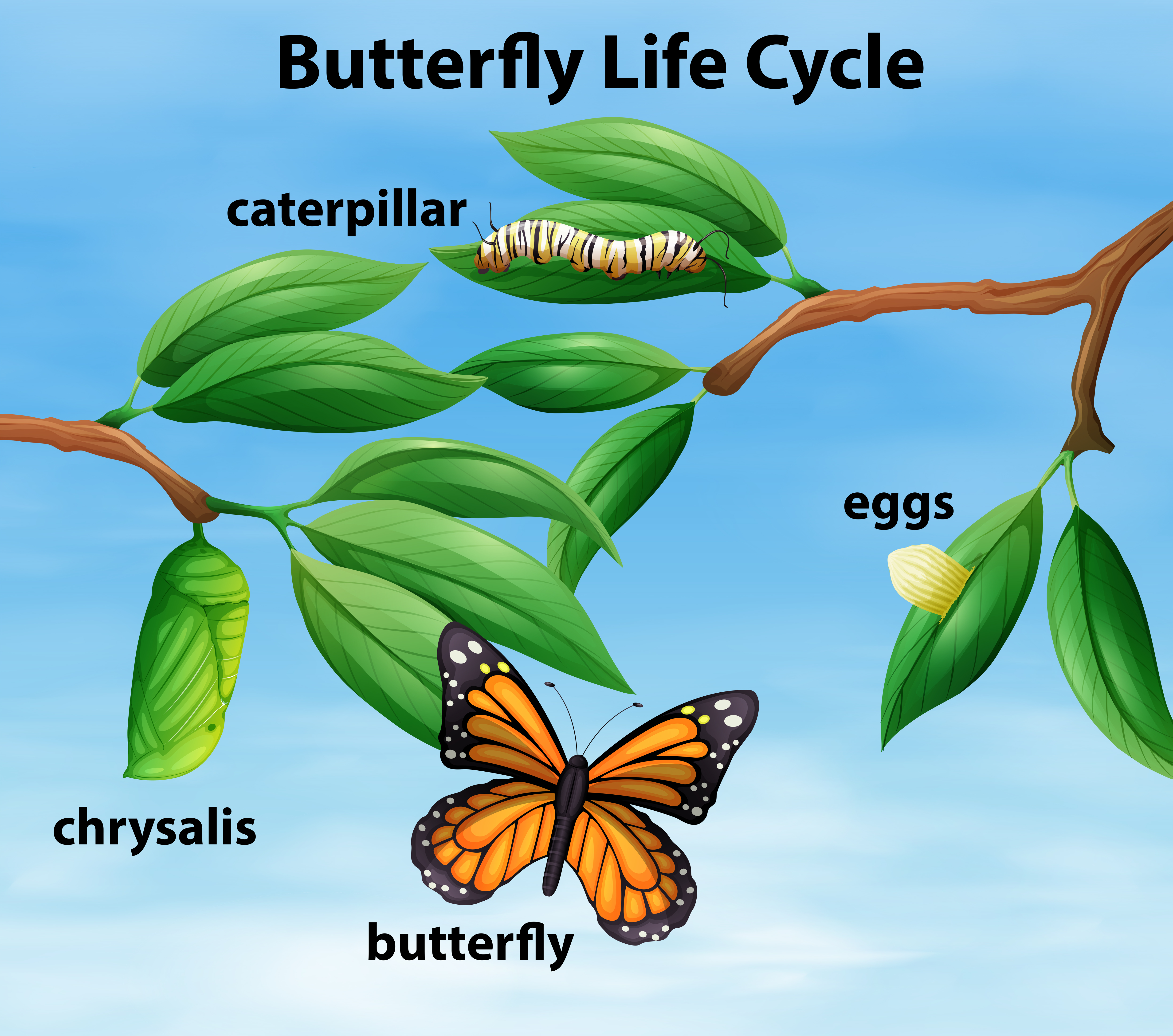 presentation butterfly life cycle