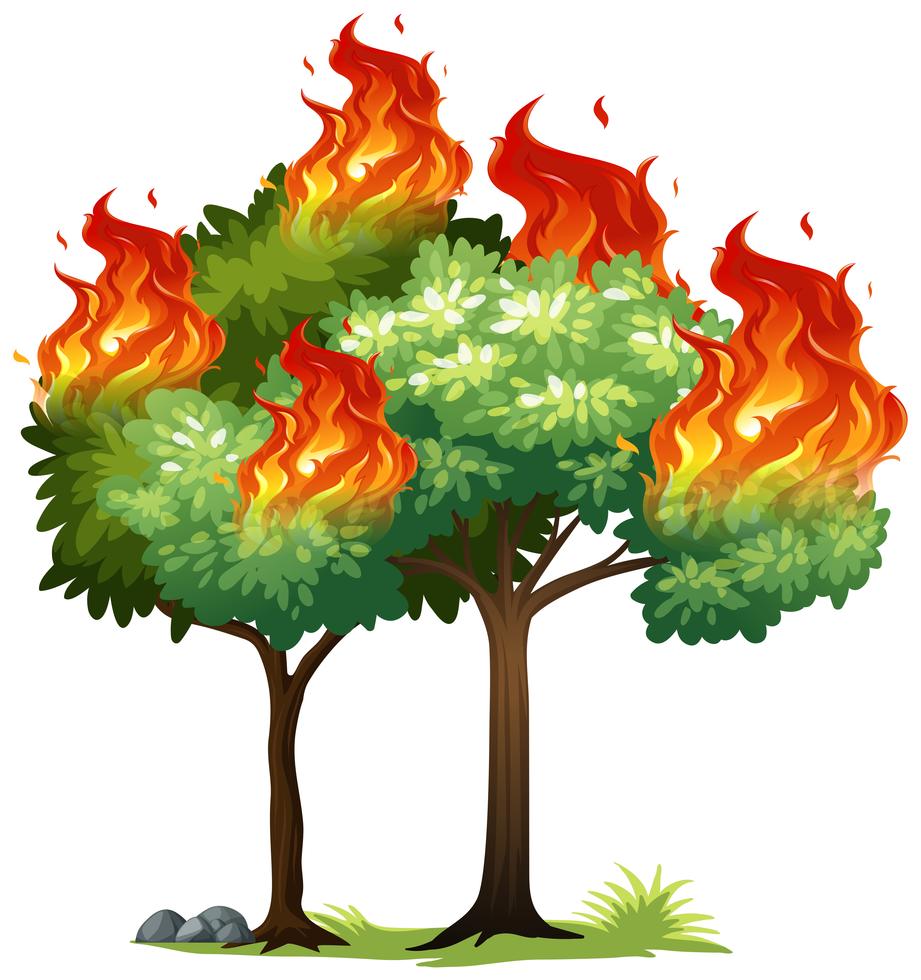 Isolared fire on tree 297461 Vector Art at Vecteezy