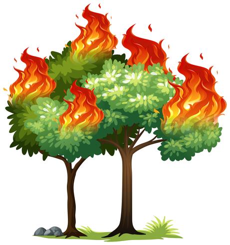 Isolared fire on tree vector