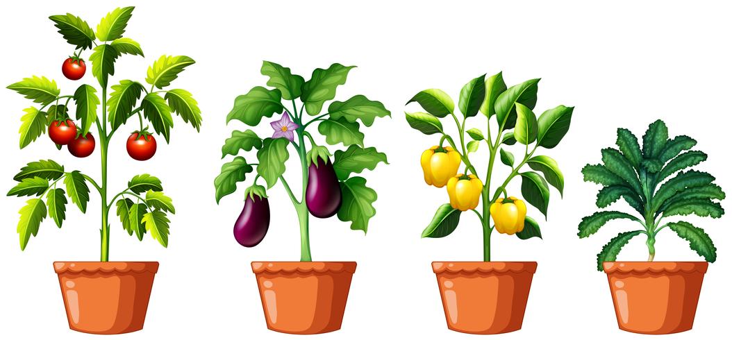 Set of different plants vector