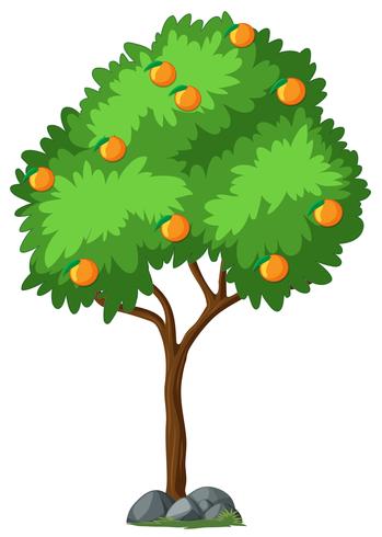 Isolated orange tree on white background vector