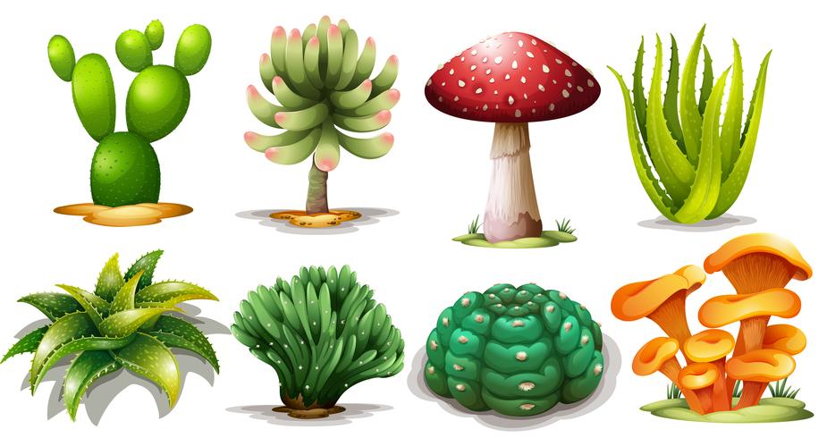 Set of different cactus vector