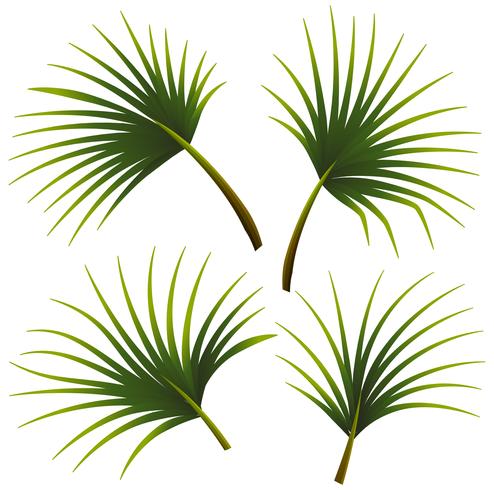 Set of palm leaves - Download Free Vector Art, Stock Graphics & Images