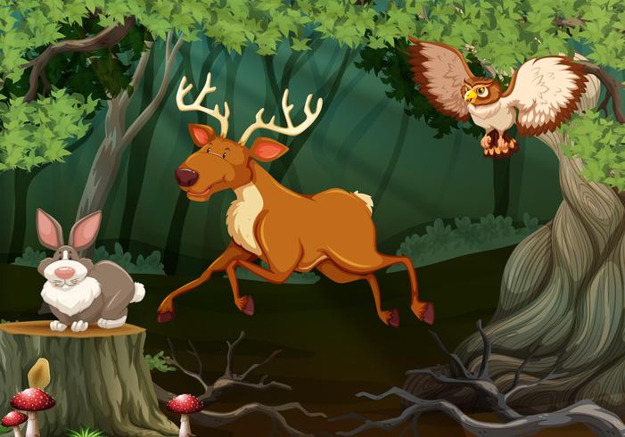 Forest scene with wild animals vector