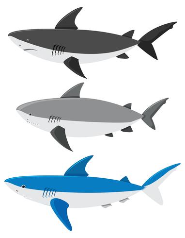 A Set of Sharks on White Background vector