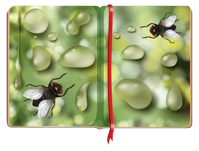 Moscas domésticas y gotas de agua en el libro vector