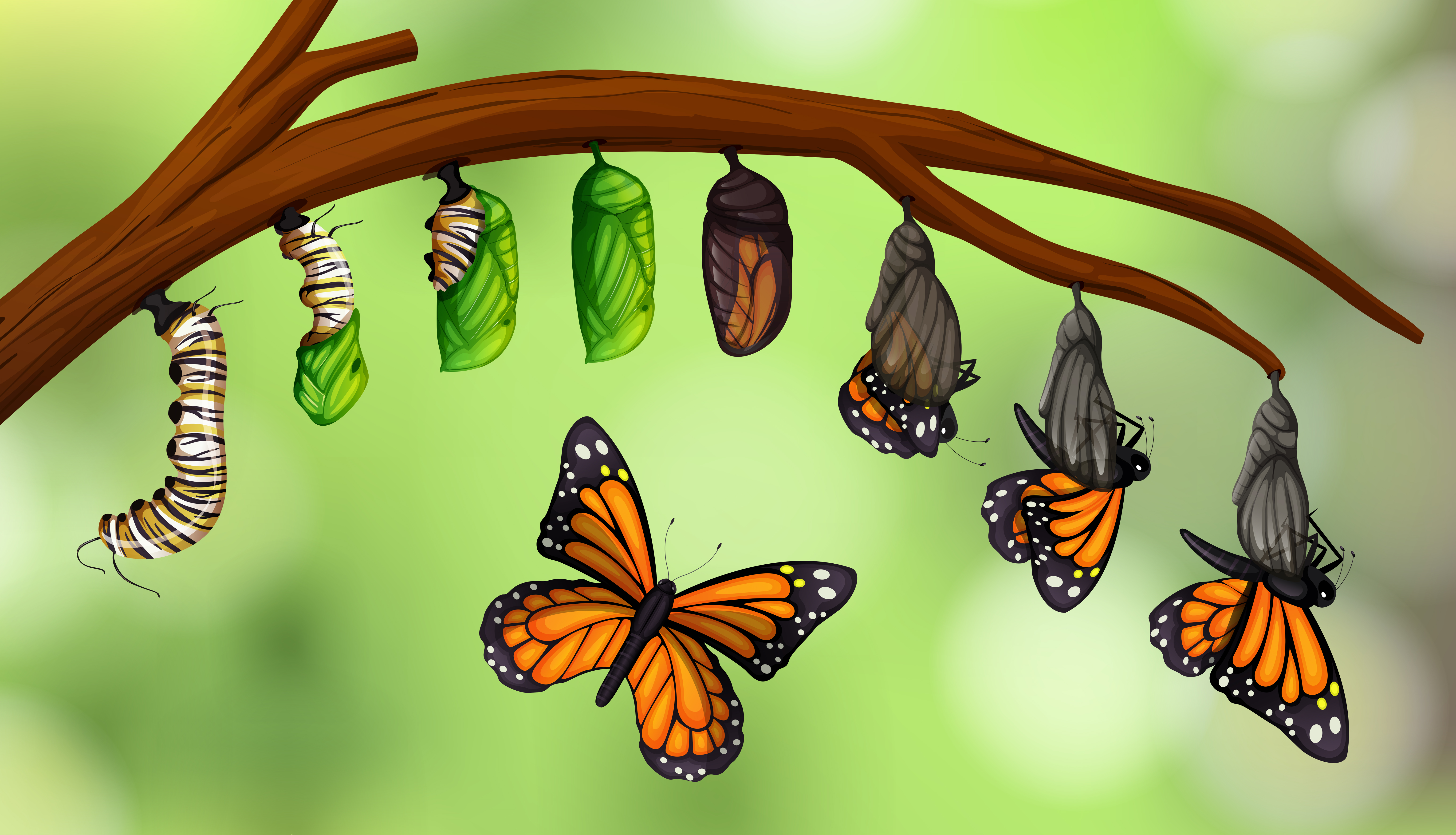 Life Cycle of a Butterfly