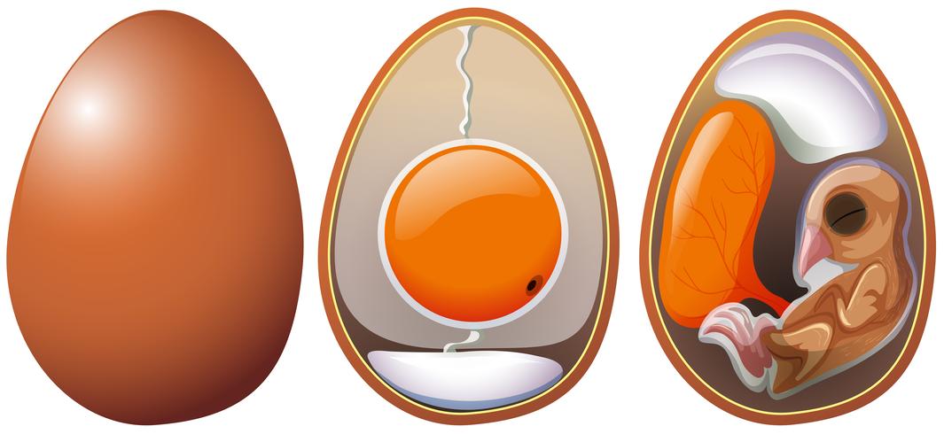 Stages of egg development vector