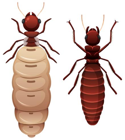 Two termites white background vector