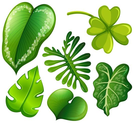 Set of green leaves vector