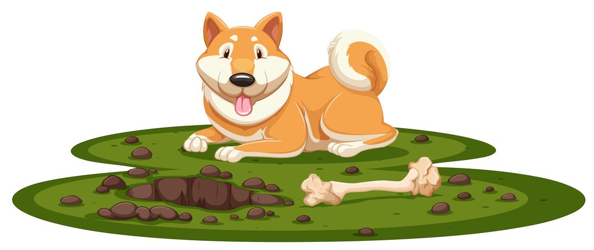 Un perro Shiba sobre fondo blanco vector