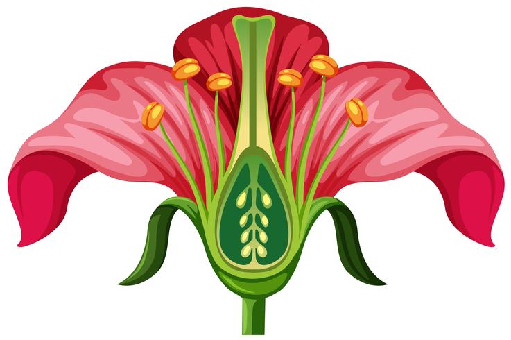 Flower Anatomy On White Background 297873 Vector Art At Vecteezy flower-anatomy-on-white-background-297873-vector-art-at-vecteezy