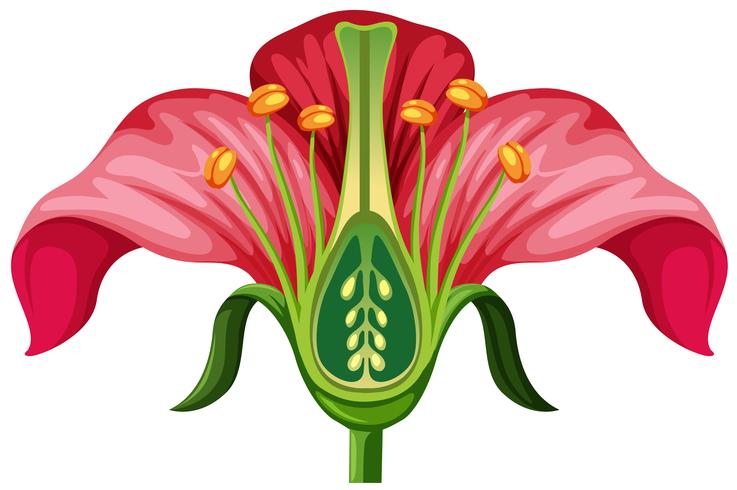 Anatomía de la flor en el fondo blanco vector