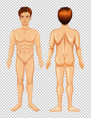 Parte delantera y trasera del cuerpo masculino vector