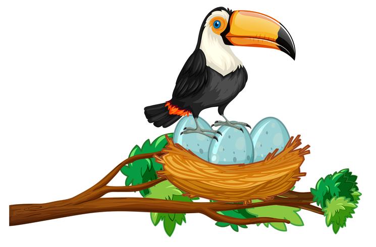 toucan sitting on nest of eggs vector