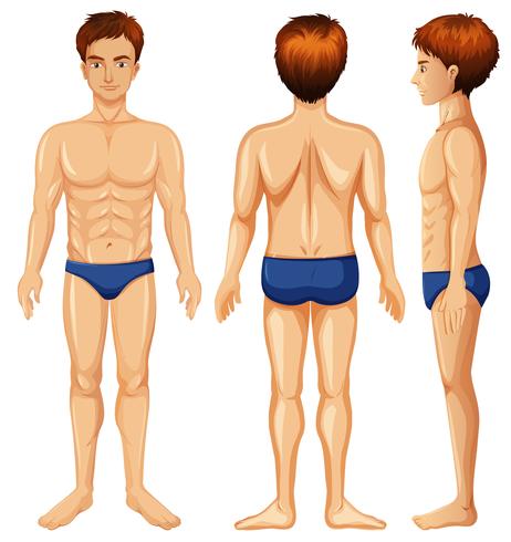 A Set of Male Body vector