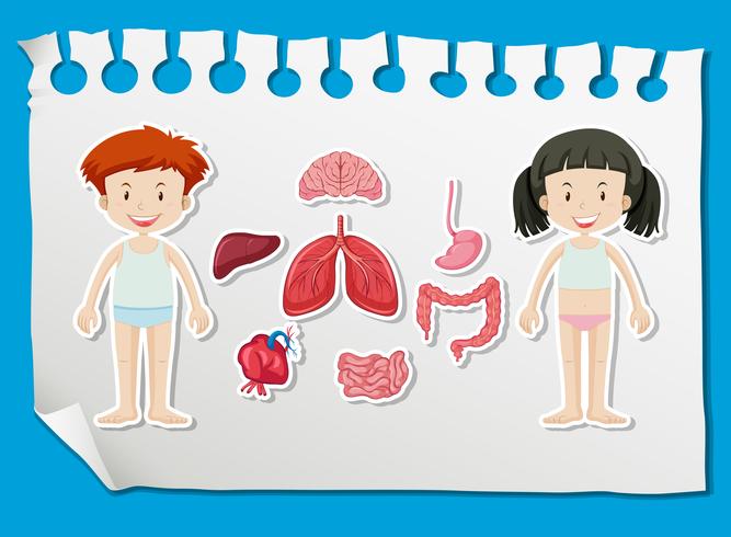 Boy and girl with different organs on chart vector