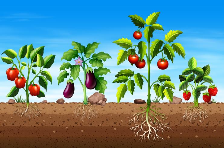 Conjunto de diferentes plantas vegetales y frutales. vector