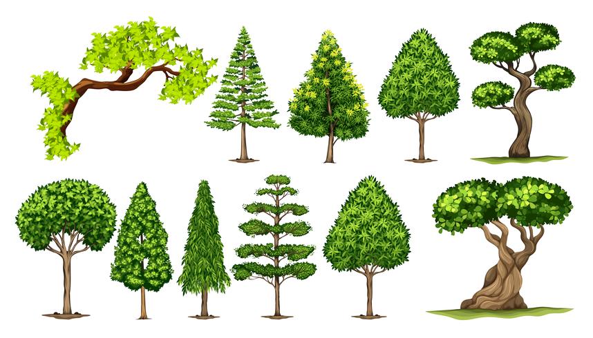 Diferentes tipos de arboles vector