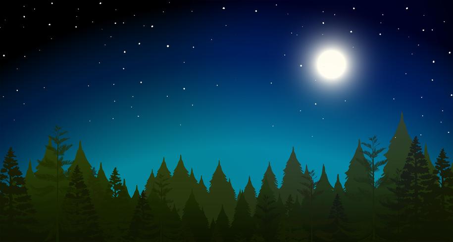 forrest at night scene vector