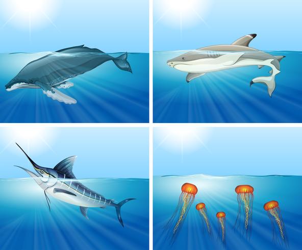 Shark and other sea animals in the sea - Download Free Vector Art, Stock Graphics & Images