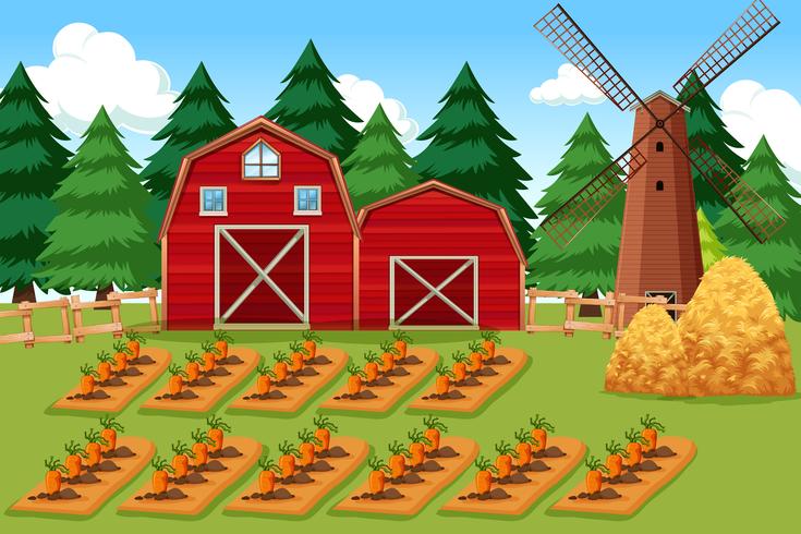 Escena de la granja con zanahorias vector