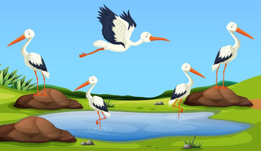 Egret migration to the pond vector