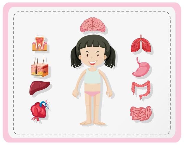 Diagram showing human parts of girl vector