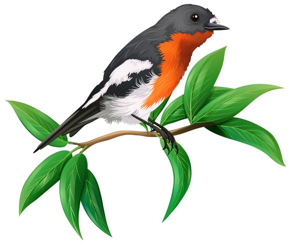 A Wild Bird on White Background vector