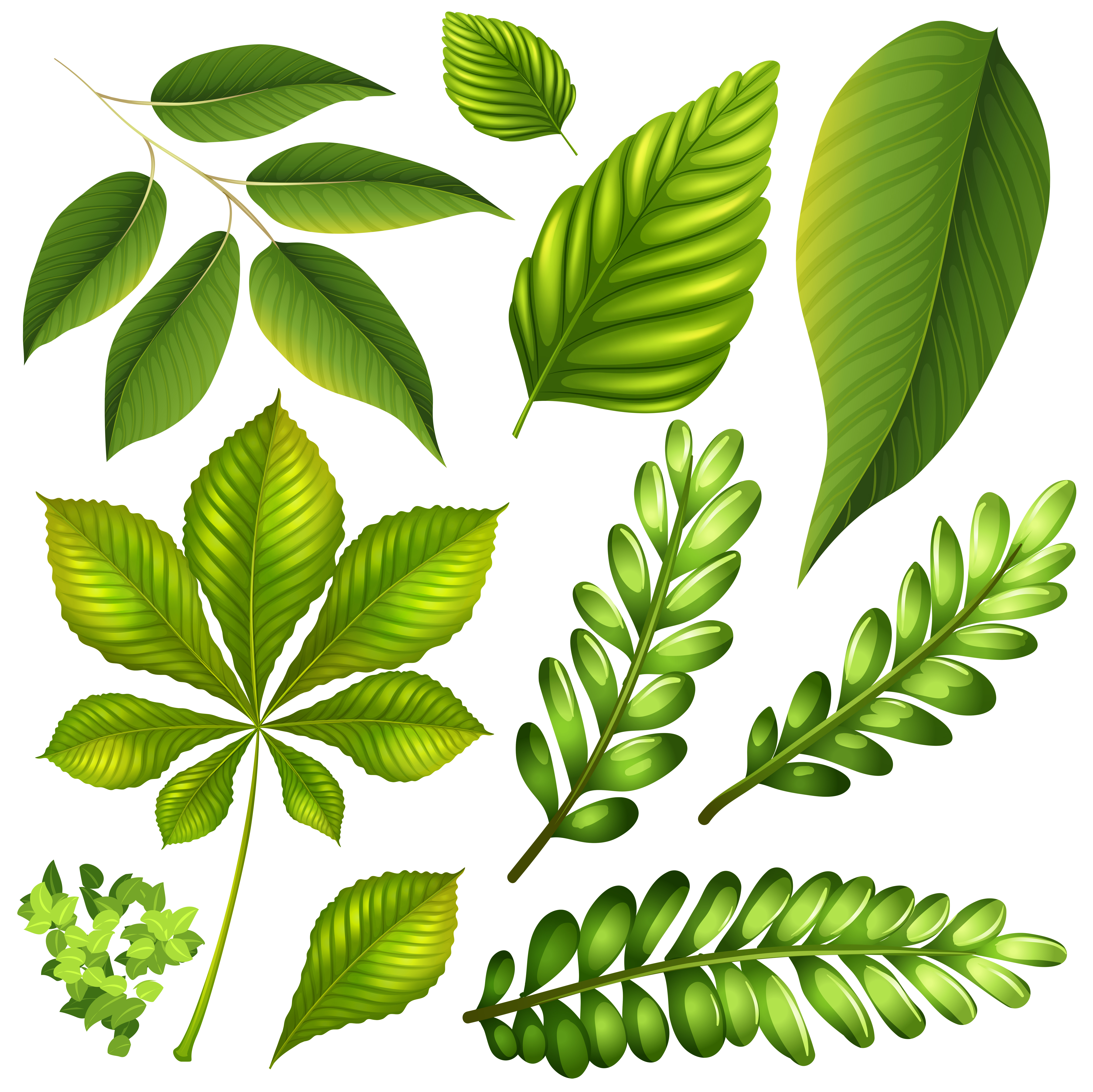 Different kind of leaves 298266 - Download Free Vectors, Clipart