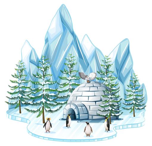 Penguins and owl by the igloo vector