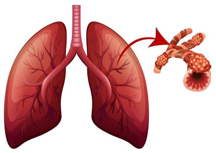 Pulmones con ilustración de parte magnificada. vector