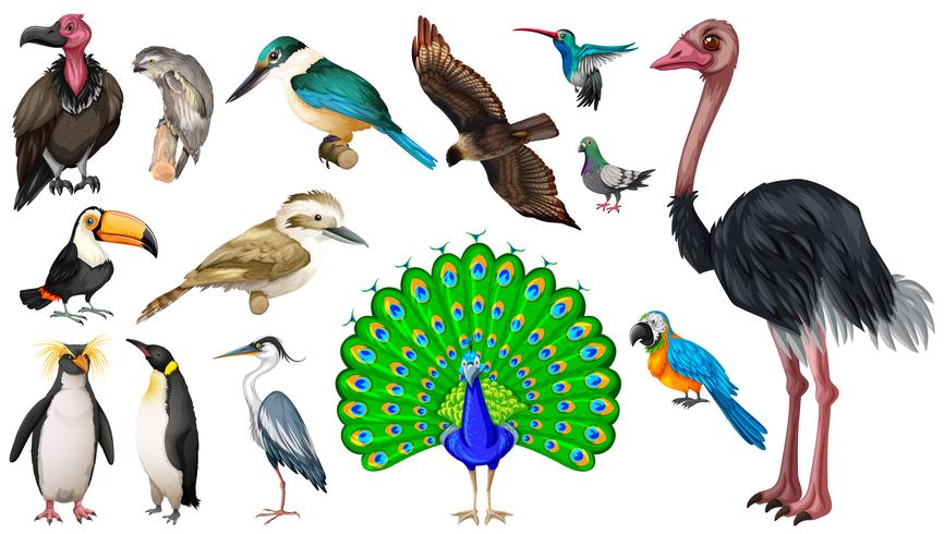 Conjunto de variedades de aves silvestres. vector