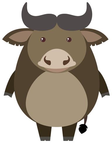 Buffalo stands on white background vector