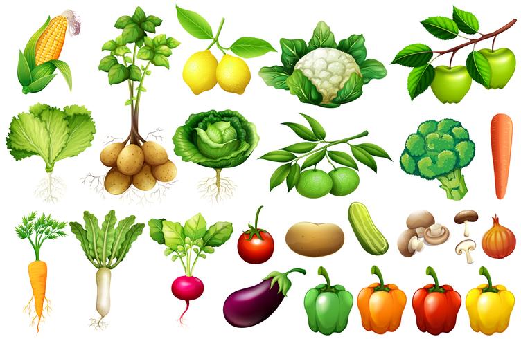 Varios tipos de vegetales vector