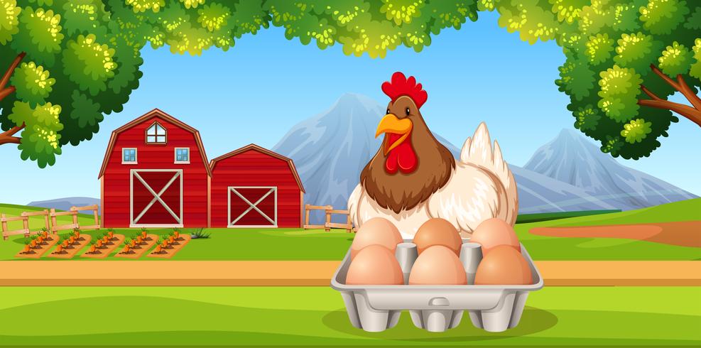 Chicken with eggs farm scene vector