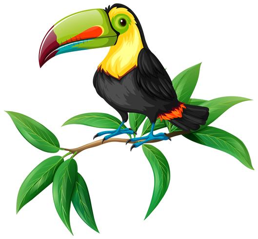 A Vector of Toucan on White Background