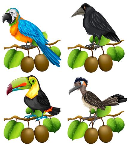 Diferentes tipos de aves en la rama de kiwi. vector