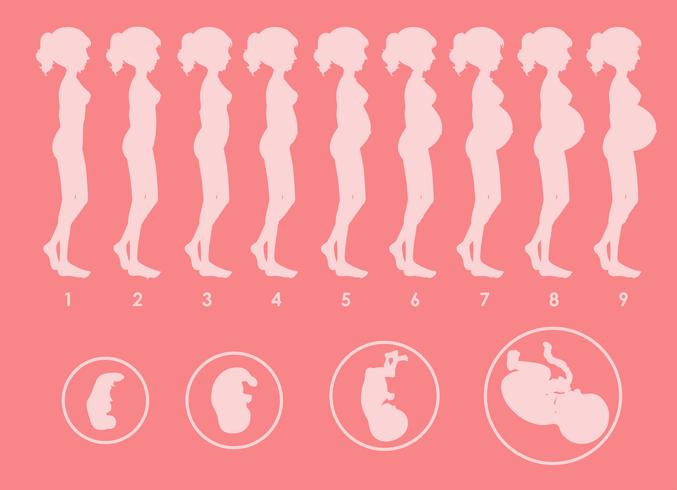 A Vector of Pregnant Progression