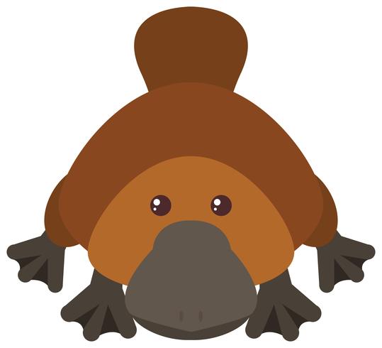 Platypus on white background vector