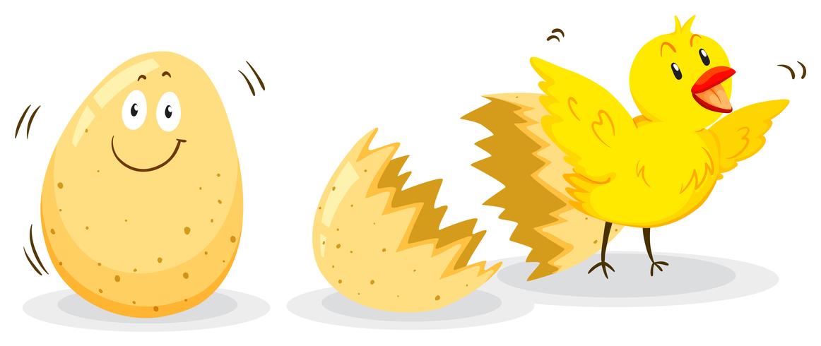 Egg and little chick  vector