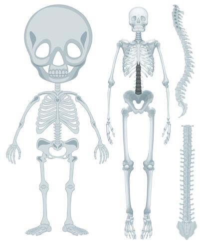 Skeletal system for human being vector